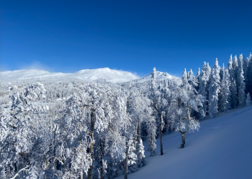 Snow-covered trees and mountains under a clear blue sky, creating a serene winter landscape.